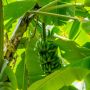 4 Manfaat Daun Pisang yang Perlu Kamu Tahu