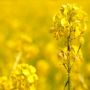 Sejuta Manfaat Minyak Canola