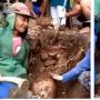 Viral Warga Temukan Singkong Raksasa, Penampakan saat Digali Bikin Merinding