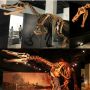 Fosil Dinosaurus Berusia 125 Juta Ditemukan di China