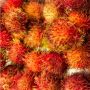 Beredar Video Bule Cantik Cicipi Rambutan dan Kelengkeng, Publik Heran Lihat Cara Makannya