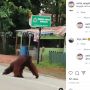 Viral Orangutan Cari Makan di Halaman Warung Kopi di Bengalon, Warganet Komen Emoji Sedih