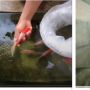 Pria Bikin Kolam Ikan Melayang, Warganet Salfok Lihat Aksinya Sedot Langsung Pakai Mulut