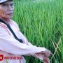 Petani Padi di Banyuwangi Terancam Gagal Panen Akibat Serangan Bakteri