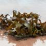 Ajaib! Ilmuwan Ubah Limbah Rumput Laut dan Kotoran Domba Jadi Bahan Bakar Kendaraan