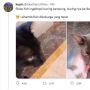 Adopsi Kucing Kampung, Warganet Malah Salfok dengan Gelang Sisca Kohl