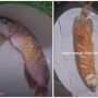 Kesal Suami Tak Mau Bersihkan Akuarium, Istri Goreng Ikan Arwana