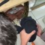 Viral Ular Sembunyi di Meja TV, Pas Ditarik Sedang Melilit Sesuatu yang Bikin Merinding