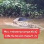 Geger Video Pria Dikejar Buaya, Sudah Ditonton 2,1 Juta Kali