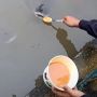 Viral Video Cewek Suapi Ikan Patin Pakai Seblak, Warganet: Melawan Hukum Alam!
