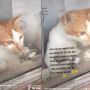 Terkunci dari Luar, Aksi Kucing Bantu Pemiliknya Masuk Kamar Tuai Pujian