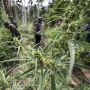 Satelit Jadi Senjata BNN Temukan Ladang Ganja di Aceh