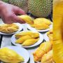Jenis-jenis Durian Tembaga Asli Indonesia, Berbiji Kecil, Berdaging Tebal