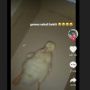 Viral Pria Pamer Perjalanan Pelihara Bebek dari Kecil, Endingnya Tragis!
