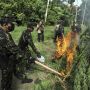 BNN Musnahkan 3 Ton Ganja Siap Panen di Aceh