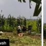 Viral Tindakan Ibu-Ibu Petani Kacang saat Dengar Azan di Sawah, Banjir Pujian Warganet