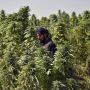 Menilik Ladang Ganja Andalan Taliban di Afghanistan