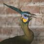 Ini Penampakan Burung Merak Hijau yang Ditemukan di Proyek Bandara Kediri