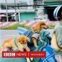 Pemilik Anjing di Vietnam Menangis: Aku Tak Bisa Melindungi Anak-anakku