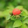 Hari Pangan Sedunia, Yuk, Kenalan dengan Kerben, Buah Berry Asli Indonesia
