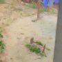 Wanita Ini Syok Ada Makam di Samping Kamar, Ternyata Bukan Kuburan Manusia