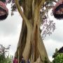 Pohon Raksasa Kayu Putih Desa Bayan, Wisata Bali yang Dikenal Angker Dan Punya Sisi Magis