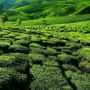 Produk Teh Asal Indonesia Semakin Diminati di Pasar Malaysia, Buktinya Ini