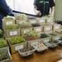 WeGrow, Green Living Platform Dukung Penggemar Gaya Hidup Sehat