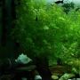 Ini Beda Aquaspace dan Akuarium ala Takashi Amano yang Sering Dikira Sama