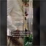 Viral Pria Tahan Tangis Sampai Hampir Pingsan Jelang Akad, Alasannya Memilukan