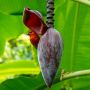 8 Manfaat Jantung Pisang bagi Tubuh, Bisa Mengurangi Stres