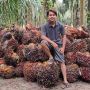 Harga Sawit Meroket, Petani di Riau Keluhkan Kenaikan Harga Pupuk