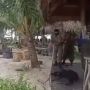 Viral Video Aparat Usir Paksa Anjing sampai Mati Demi Kawasan Wisata Halal di Aceh