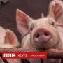 Cangkok Ginjal Babi ke Manusia yang Sudah Alami Kematian Otak Sukses di AS