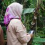 Pohon Pisang Bertandan dan Berjantung Empat Gemparkan Warga Banjarnegara, Ini Wujudnya!