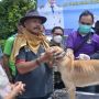 Kasus Rabies di Sumbar Masih Tinggi, Masuk 10 Besar Nasional