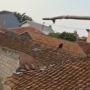 Viral, Seekor Lutung Berlarian di Atap Rumah Warga Diduga Kelaparan