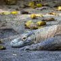 Biaya Konservasi Taman Nasional Komodo Hingga Rp 5 Juta per Tahun, Buat Apa Saja?