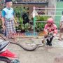 Ada Kucing Dimangsa Sosok Ini, Warga Ketakutan