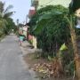 Gegara Salam dari Binjai, Bocil di Deli Serdang Tinju Pohon Pisang hingga Tumbang