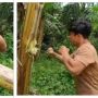 Viral Pohon Pisang Penuh 'Duri', Mau Bikin Video Salam dari Binjai Auto Mikir-Mikir