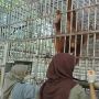 5 Orangutan Jalani Sekolah Hutan Sebelum Dilepasliarkan