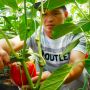 Intip Rahasia Sukses Petani Paprika Bandung Barat Beromzet Puluhan Juta