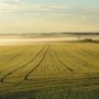 Saat Pemanasan Global Mengubah Sawah Jadi Ladang Kosong, Petani Terancam Gulung Tikar