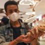 Tinggal di Apartemen? Ini 7 Hewan Peliharaan yang Cocok untuk Anda