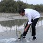 Jokowi Tanam Mangrove Di Taman Hutan Bakau Pertama Di Abu Dhabi