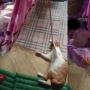 Viral Kucing Bantu Majikan Tidurkan Bayi, Tuai Pro Kontra Gara-gara Ini