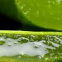 5 Manfaat dari Si Tanaman Berduri, Aloe Vera