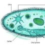 Kingdom Protista: Organisme Segudang Manfaat yang Perlu Diwaspadai