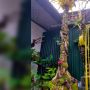 Viral, Warga Gianyar Bali Bikin Penjor Galungan 7 Meter dari Tanaman Hias